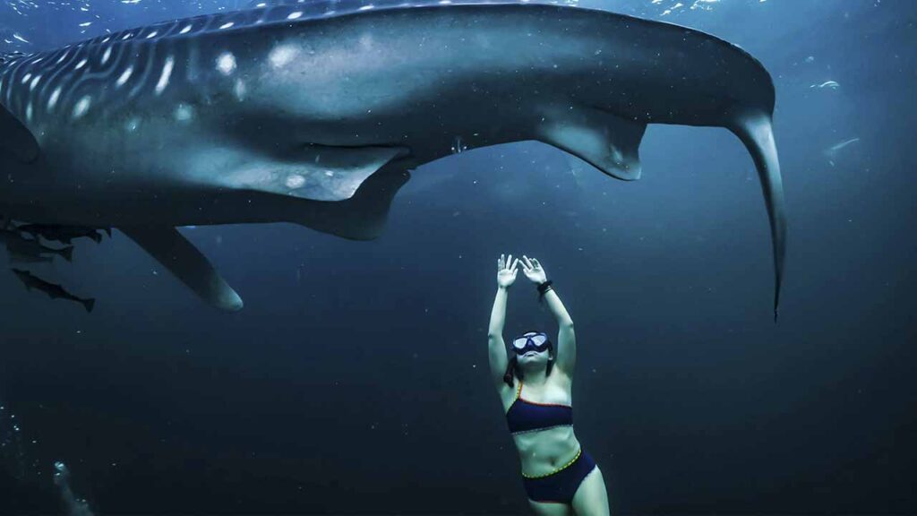 Mergulho com os tubarões-baleia